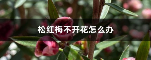 松红梅不开花怎么办