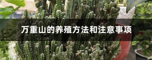 万重山的养殖方法和注意事项