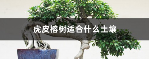 虎皮榕树适合什么土壤